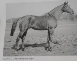 stallion Valentino xx (Thoroughbred, 1950, from Nuvolari xx)