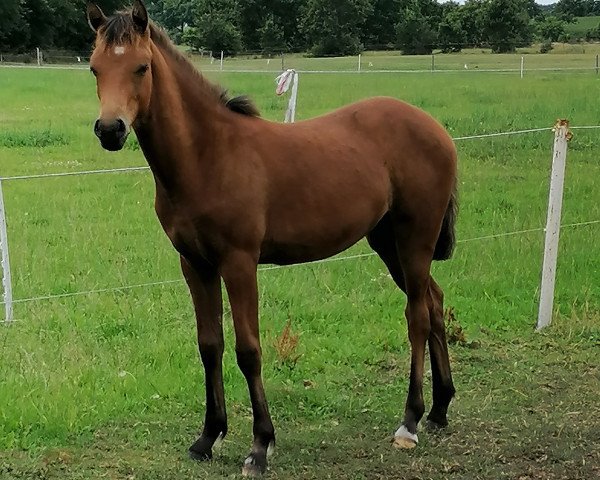 dressage horse Belvina (German Riding Pony, 2022, from Mescal 15)