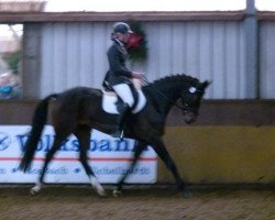 dressage horse Liviandro (Oldenburg, 2006, from Licotus)