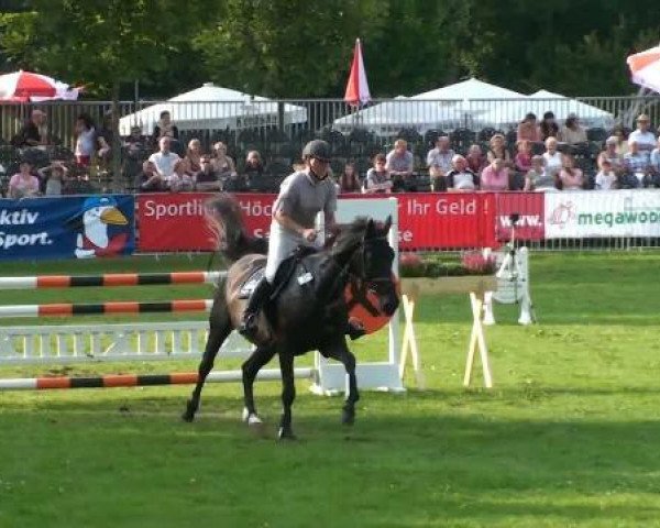 jumper Cambria 3 (Sachse, 2002, from Canturo)