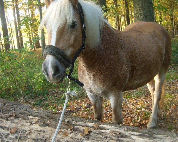 broodmare Ariane (Haflinger, 1993, from Arlberg)