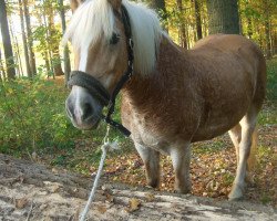 broodmare Ariane (Haflinger, 1993, from Arlberg)