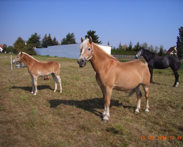 broodmare Mary (15,625% ox) (Edelbluthaflinger, 1995, from Moik (6,25% ox))