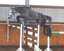 broodmare Debüt (German Warmblood, 2002, from Carpalo)