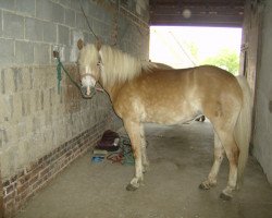 Zuchtstute Hedja (Haflinger, 2006, von Malton)