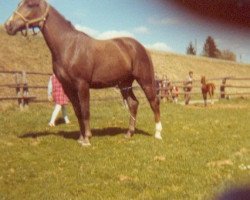 broodmare Taletta (Württemberger, 1970, from Taler)