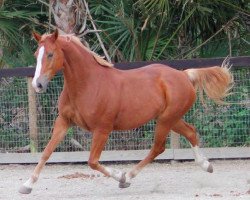 broodmare Waya (Hanoverian,  , from Worldly I)