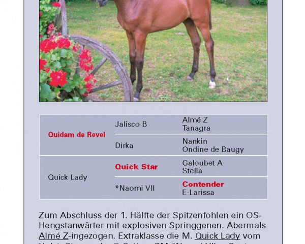 Springpferd Quidams Star (Oldenburger Springpferd, 2007, von Quidam de Revel)