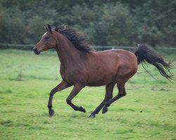 horse Carsal Tashim (Arabian thoroughbred, 2000, from Mak El Ahmar EAO)