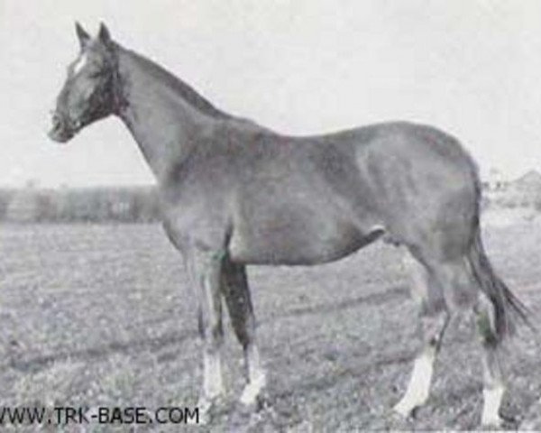 stallion Helianthus (Trakehner, 1961, from Altan)