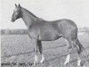 stallion Helianthus (Trakehner, 1961, from Altan)