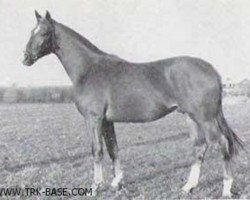 Deckhengst Helianthus (Trakehner, 1961, von Altan)