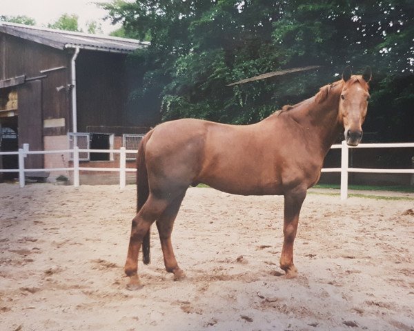 horse Grandy (Hanoverian, 1982, from Grandissimo)