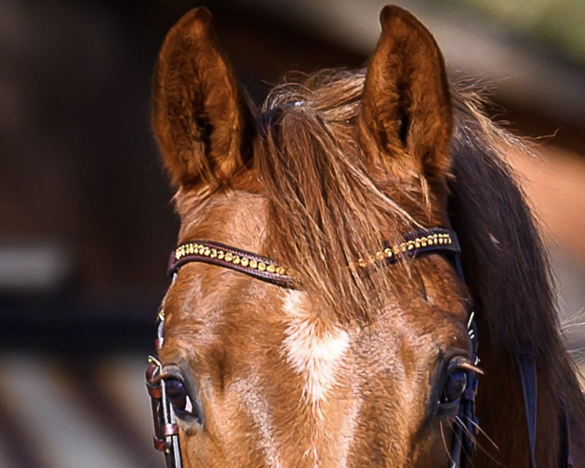 Dressurpferd Daddy Cool 64 (Westfale, 2018, von Blue Hors Dreamline)