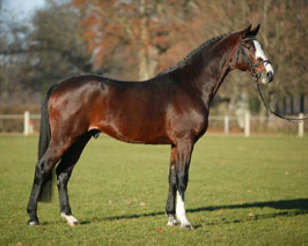 stallion Chandon (Holsteiner, 2000, from Carpaccio)