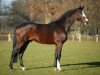 stallion Chandon (Holsteiner, 2000, from Carpaccio)
