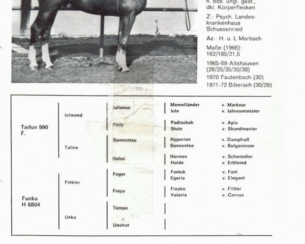 stallion Taler (Württemberger, 1962, from Taifun)