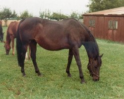 broodmare Wendy xx (Thoroughbred, 1969, from Wrekin Rambler xx)