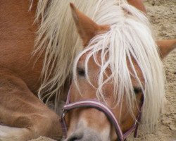 broodmare Mirabell Asija (Haflinger, 2004)