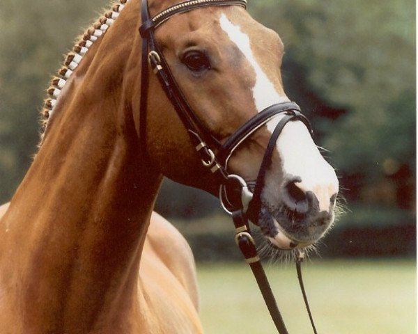 stallion Feuertanz I (Brandenburg, 1981, from Feierzug)
