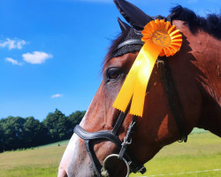 jumper Silas DV (Belgian Warmblood, 2011, from Singapore)