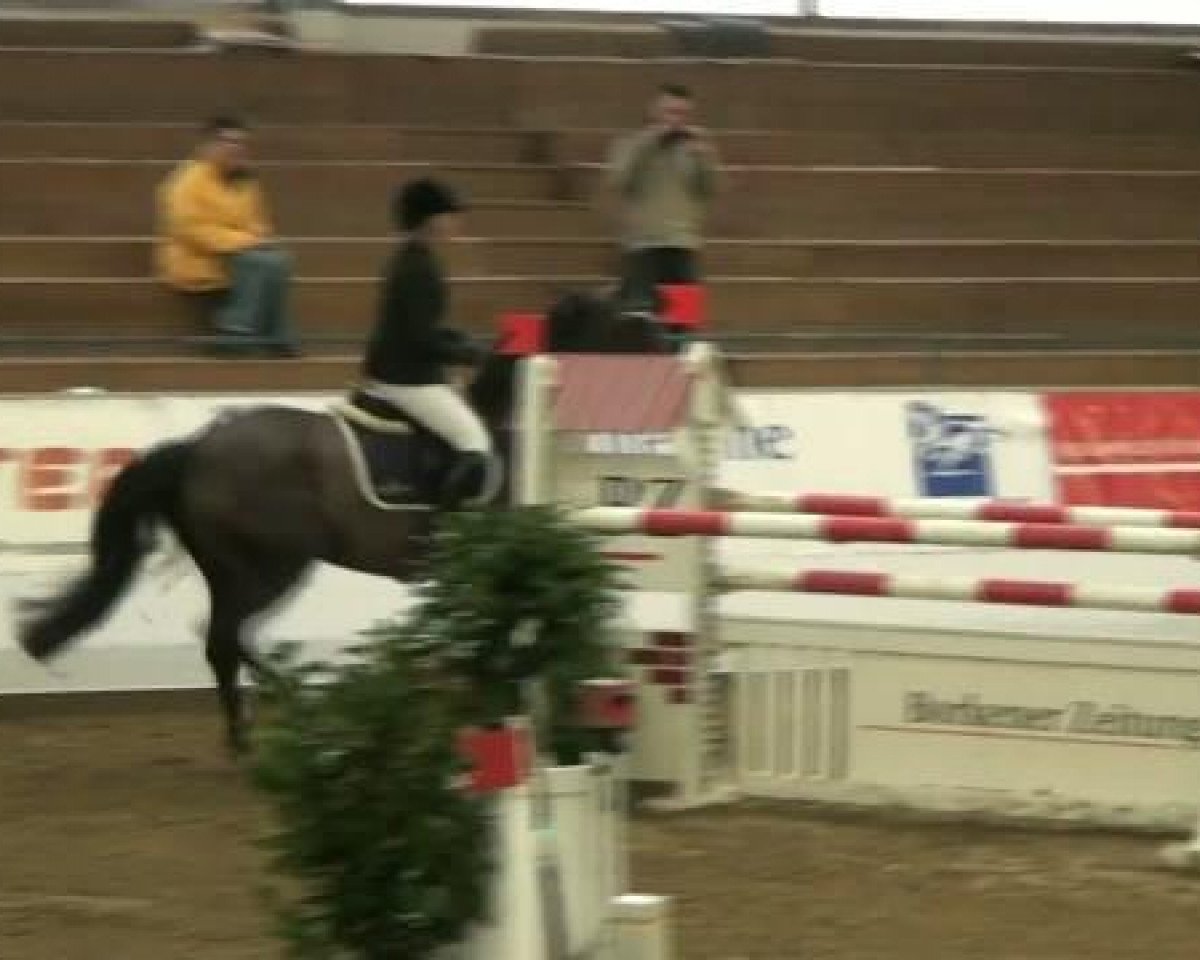 broodmare Laness (Hanoverian, 2003, from Ludger G)