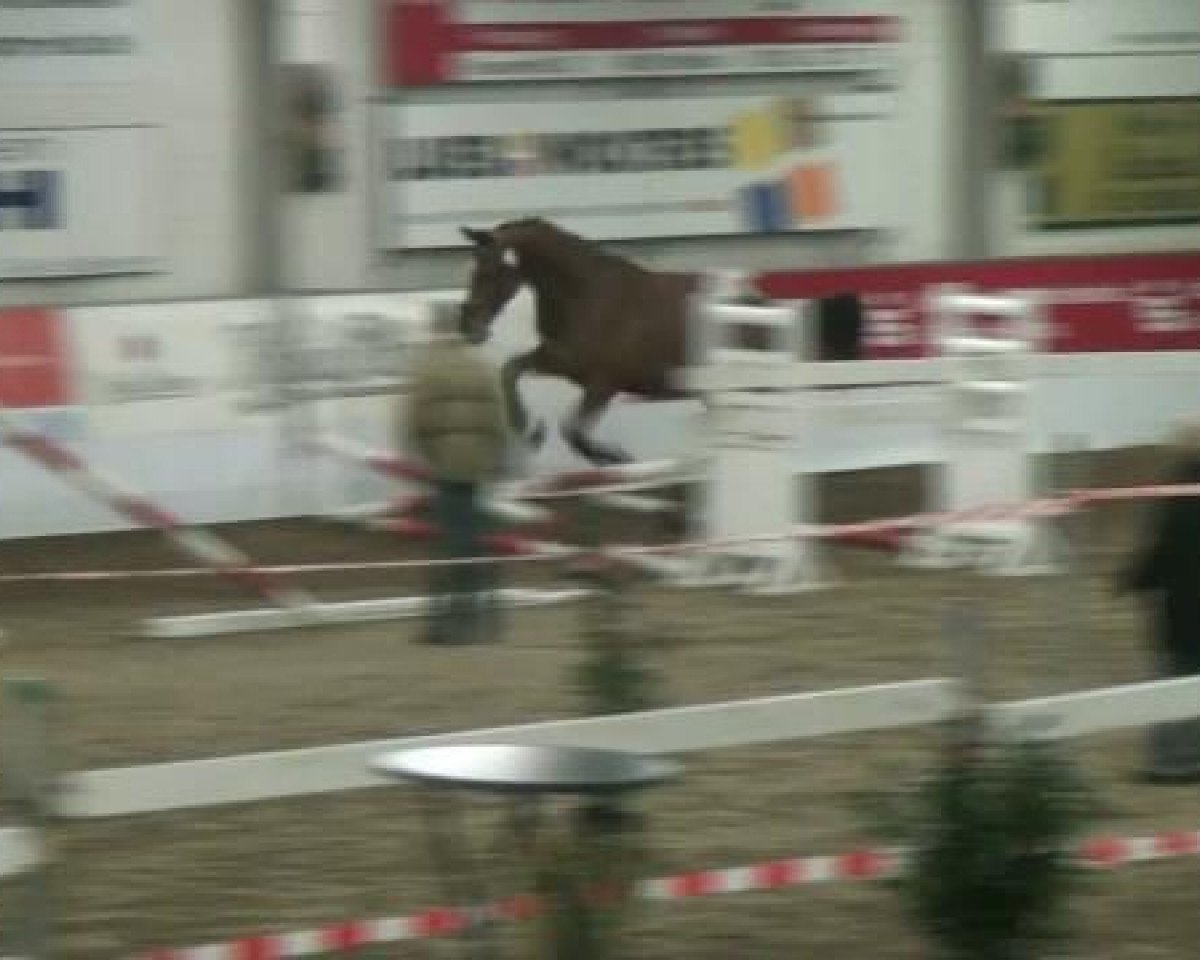 horse Quel Coer (unknown,  )