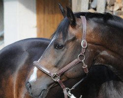 jumper Ramazotti on the Rocks (Hanoverian, 2003, from Riccione)