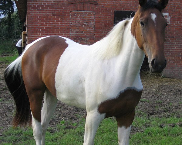 horse Miss Malibu (unknown, 2005, from Unbekannt)