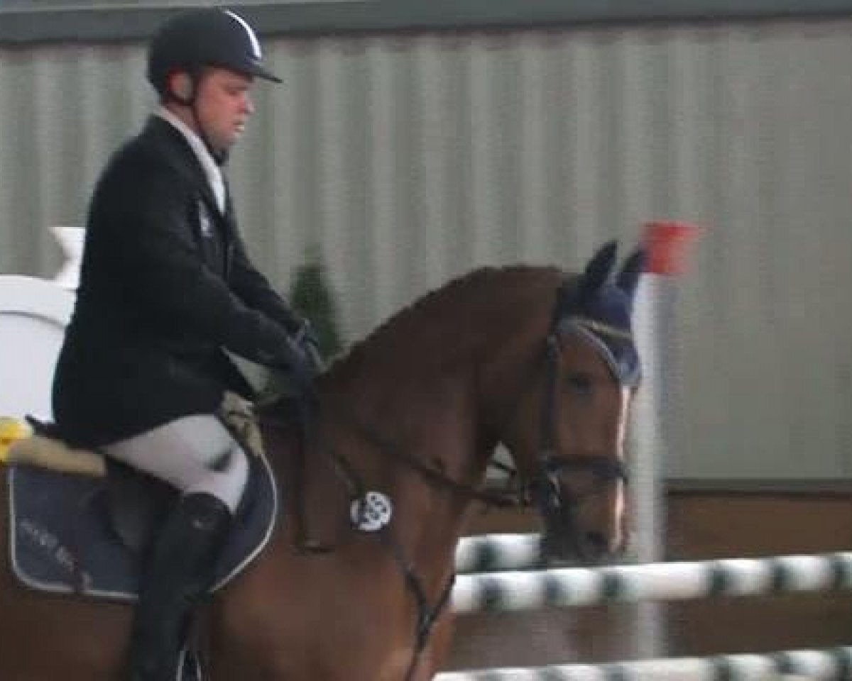 Springpferd Cora 582 (Holsteiner, 2007, von Concreto 174 FIN)