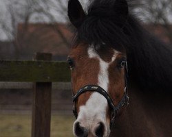 jumper Nonstop 21 (German Riding Pony, 2000, from Nantano)