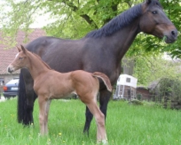 broodmare Wyona (Hanoverian, 1992, from Wendehals)