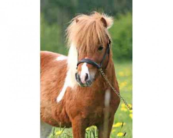 Deckhengst Xavier van de Bekkenkamp (Shetland Pony (unter 87 cm), 2002, von Ivo van Stal de Kosterij)