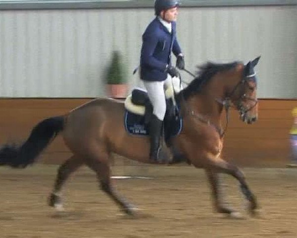 jumper Galando H (Hanoverian, 2004, from Graf Top)