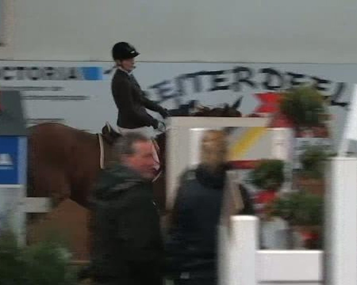Springpferd Foster 22 (Westfale, 1999, von Focus)