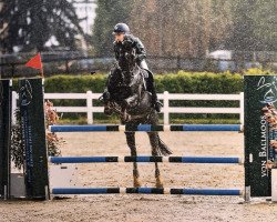 jumper Nabuco D'o Vezauziere (French Pony, 2001, from Kooihuster Teake)