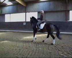 dressage horse Faible (Westfale, 1994, from Florestan I)