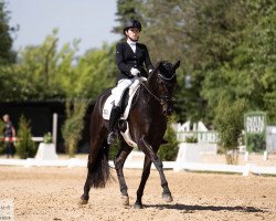 dressage horse Very Special Vitus (Hanoverian, 2017, from Vitalis)