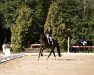 dressage horse Carrie Bradshaw 5 (Hanoverian, 2015, from Compliment)