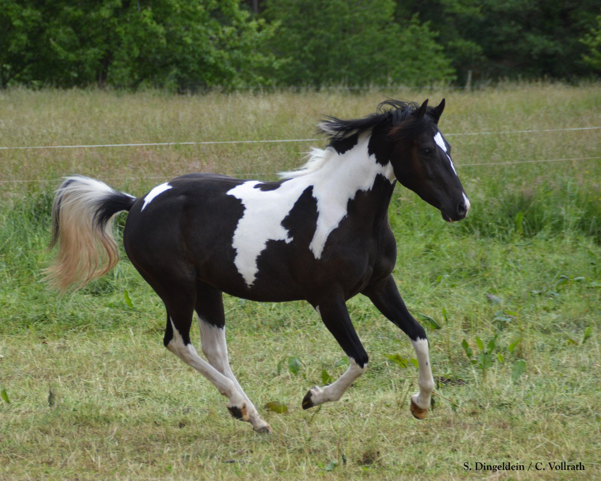 horse Summer's Diego (Quarter Pony, 2020, from Quinto Summer Bar)