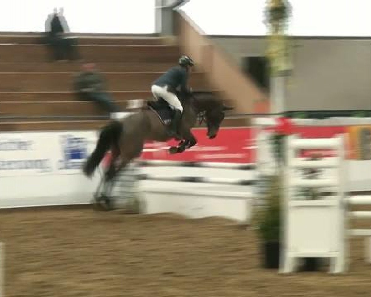 jumper Castro Fideel (Oldenburg, 2007, from Chico's Boy)