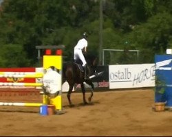 Springpferd Tillora B (Holsteiner, 2003, von Limbus)
