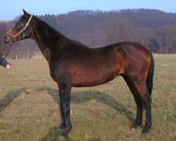 stallion Unhold xx (Thoroughbred, 1986, from Wauthi xx)