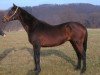 stallion Unhold xx (Thoroughbred, 1986, from Wauthi xx)