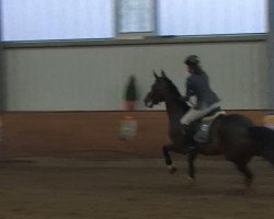 jumper Echodancer van de Heffinck (Belgian Warmblood, 2004, from Clinton)