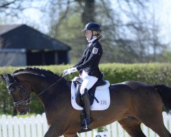 dressage horse Focus 47 (Hanoverian, 2013, from Fürstenball)