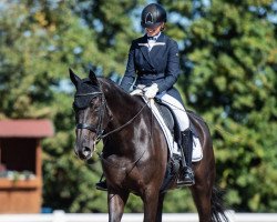 dressage horse Razz Fazz 7 (Hanoverian, 2006, from Remy Martin Pur S)