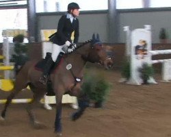 jumper Queinette (Swedish Warmblood, 2003, from Quite Easy I)