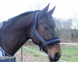 broodmare Loriana (Oldenburg, 2000, from Lancaster)