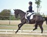 dressage horse Stegmann's Diamond Daisy (Oldenburg, 2017, from Diamond Hit)